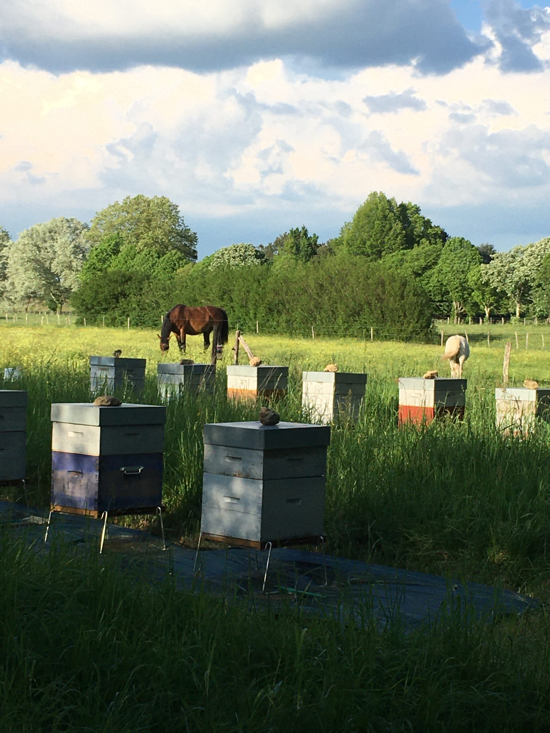Ruches Chevaux Rucher nature bio