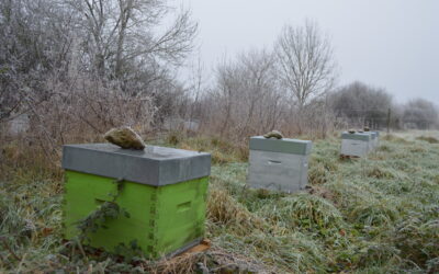 Les abeilles sont en hivernage.