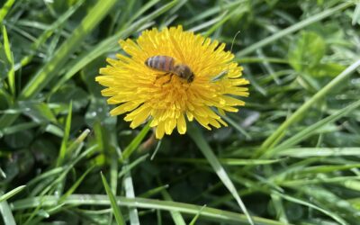 Bienvenue au Printemps 2026 !